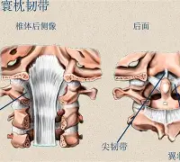 塔图姆“开门红”结果意外的简单介绍