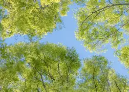 莎拉波娃场均17+8的内再成焦点(肯达尔詹娜和格里芬一晚上13次)